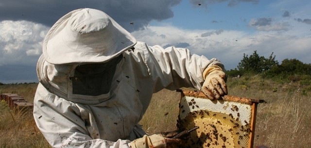 Agricultura abona 1,8 millones a apicultores por las ayudas de la intervención sectorial de la PAC
