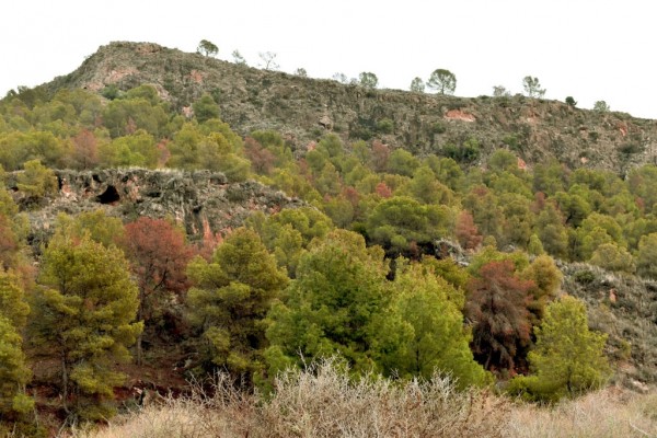 La Región recibirá 8,2 millones para combatir la desertificación y el decaimiento forestal