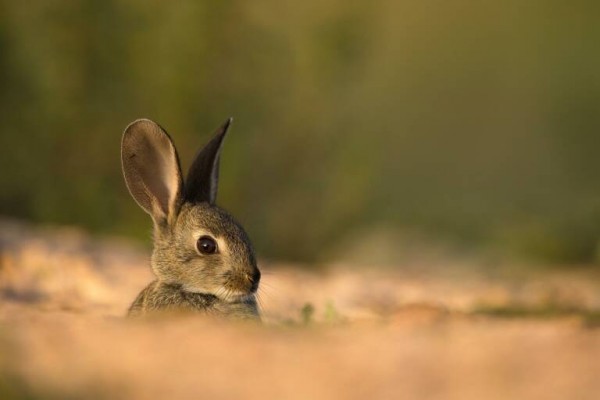 Invasión de conejos en 15 municipios de la Región: Medio Ambiente declara la emergencia cinegética