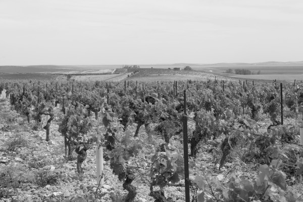 Vinos de mínima intervención