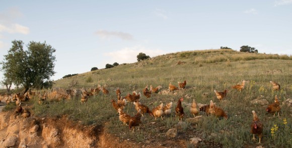  Huevos Guillén crea una sociedad para desarrollar nuevos derivados del huevo y alimentación para mascotas