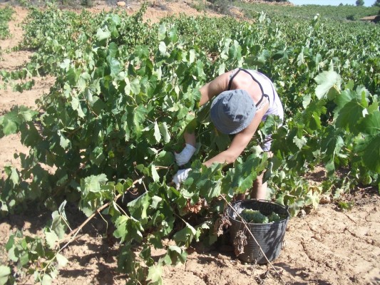 La Unió lanza una web para asesorar a los agricultores y ganadores jóvenes que se incorporan a la actividad agraria