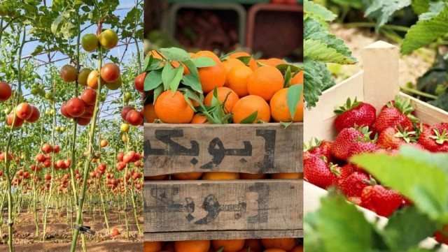 Tomates, frutos rojos y cítricos marroquíes superan los 1,5 millones de toneladas anuales en Europa