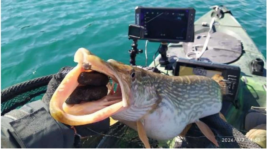 Un sistema de ecosondas en 3D permite estudiar especies de peces en los embalses de la Comunitat