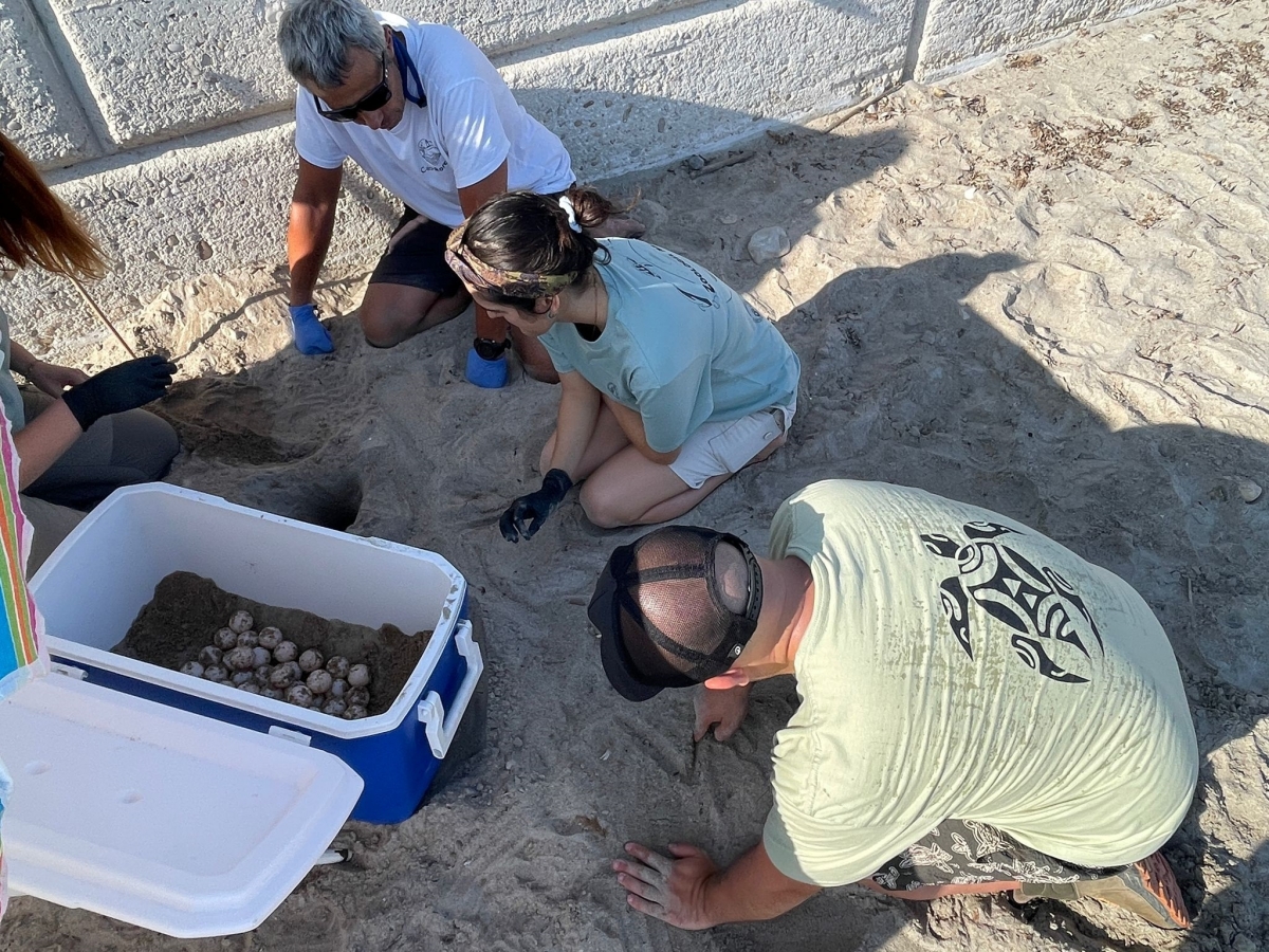 Dénia registra el segundo nido de tortuga boba de la temporada con 70 huevos: ¿otra puesta de Diana?