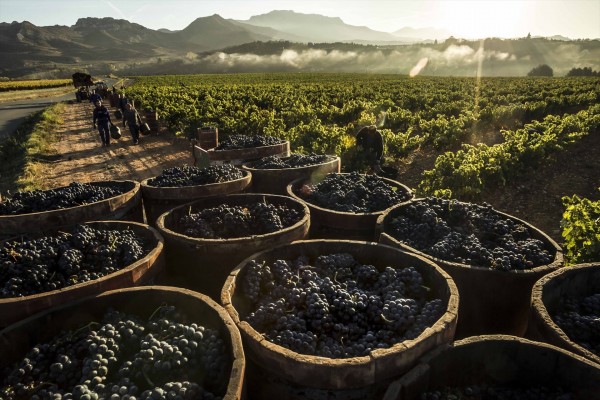 Planas descarta un arranque de viñas en España