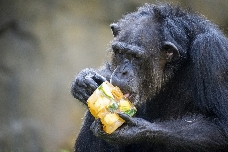 La gestora del Bioparc aumentó sus ventas un 4% en 2024 pero alerta de un descenso de visitantes 