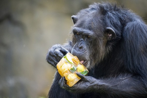 Bioparc València elabora helados con los alimentos preferidos de cada especie para combatir las altas temperaturas