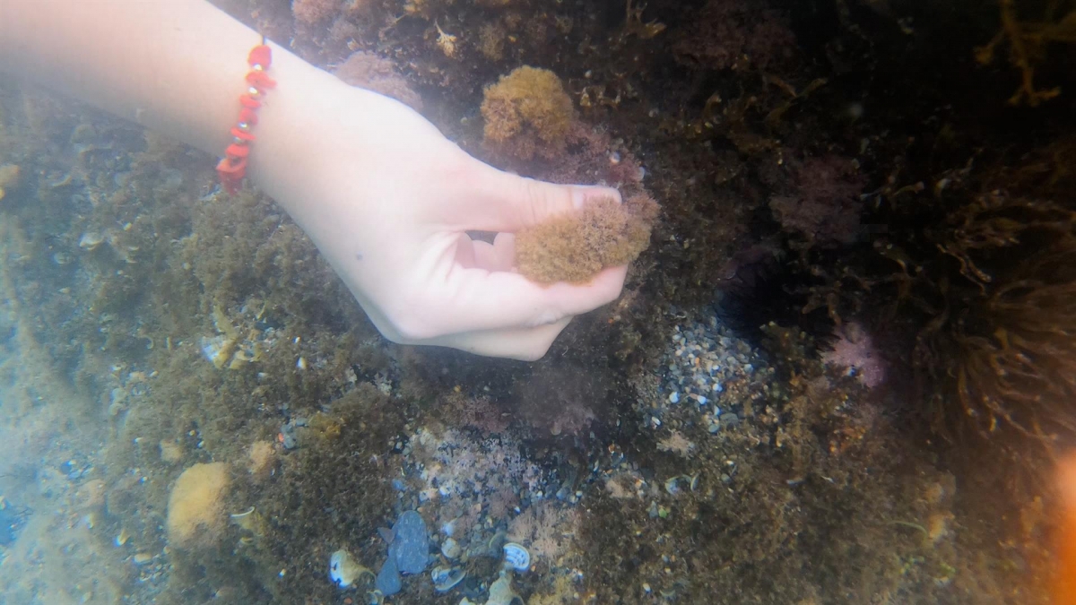 Tos, fiebre e irritaciones: encuentran microalgas potencialmente tóxicas en la costa de la Región