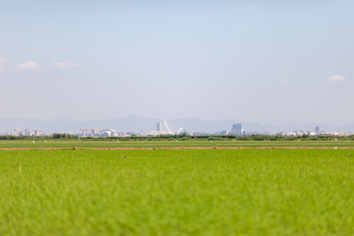 Arrocerías Pons - Arrocerías Pons