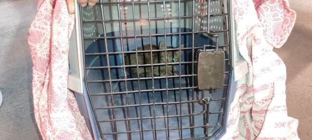 Rescatan tras más de seis horas de trabajo a un gato atrapado en un tren de Metrovalencia