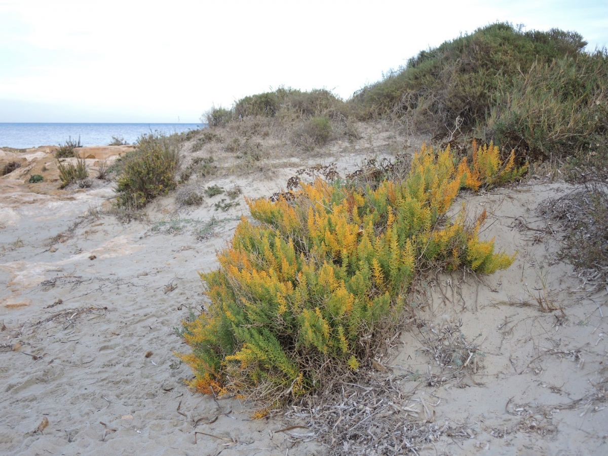 Al rescate de la esparraguera de Mar Menor: la Comunidad inicia los trámites para elaborar un Plan de Recuperación para esta especie protegida