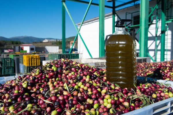 La campaña oleícola 2023-24 acaba con un 28% más de producción y un 25% menos de existencias