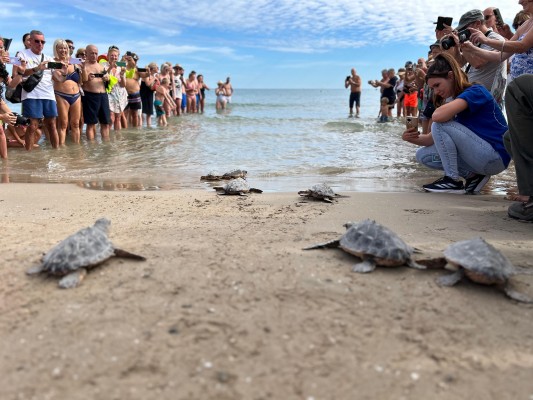 La playa del Carabassí de Elche acoge la suelta de nueve tortugas