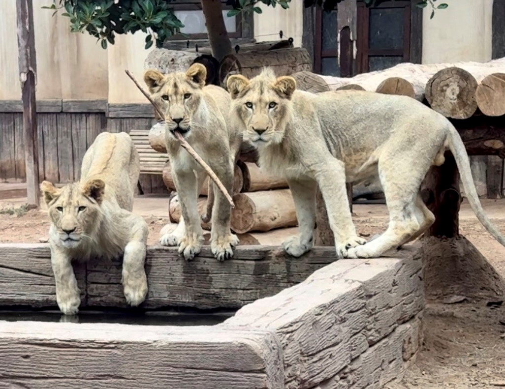 Los tres leones nacidos en Terra Natura cumplen dos años... y dan una fiesta