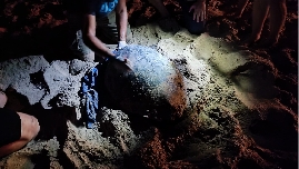 Una tortuga boba pone 79 huevos en la playa de Arenales del Sol en Elche