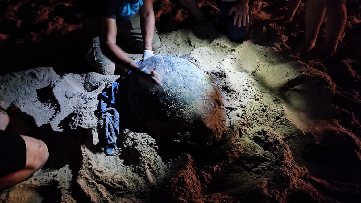 Una tortuga boba pone 79 huevos en la playa de Arenales del Sol en Elche