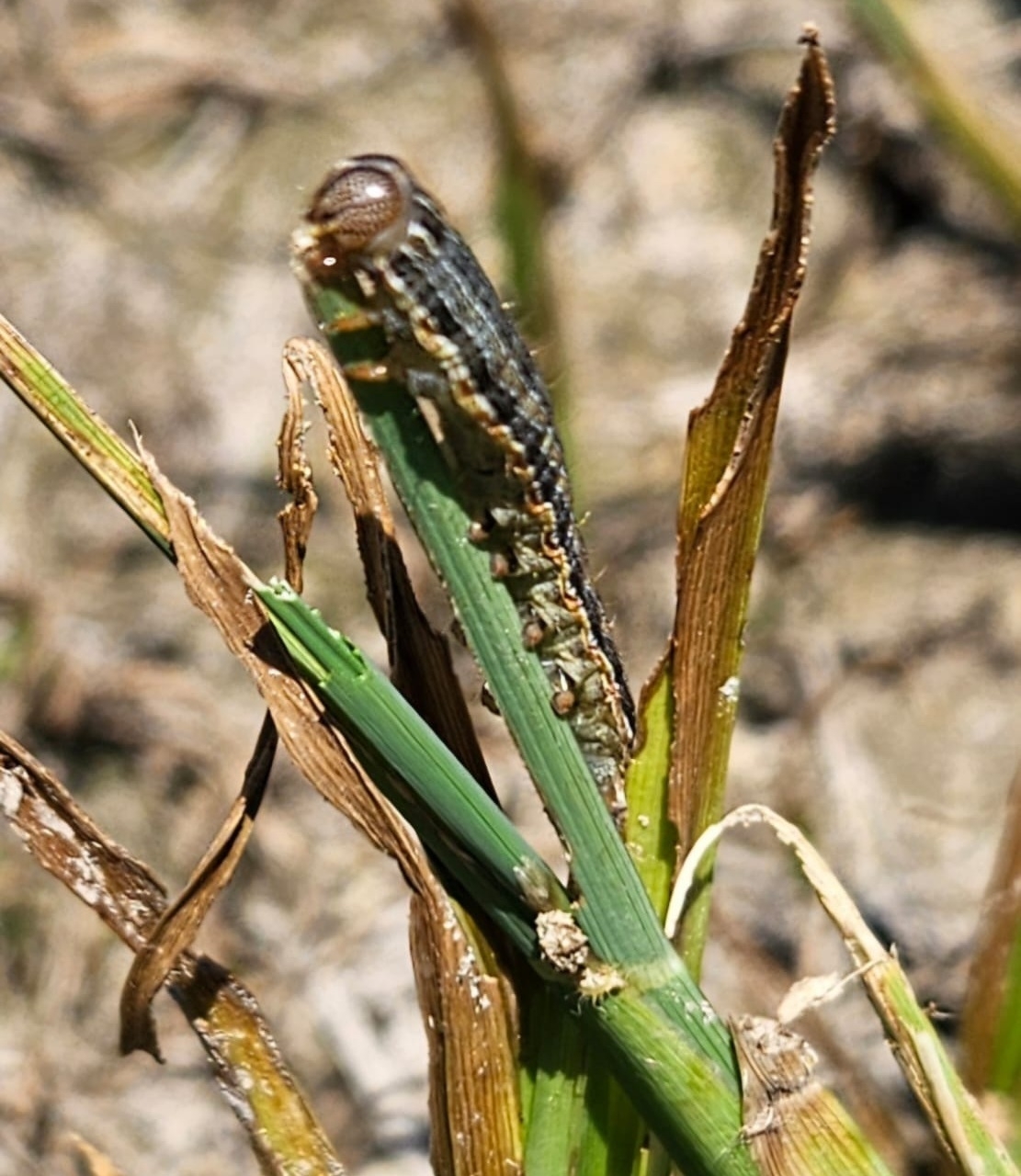 AVA-Asaja urge soluciones ante la súbita reaparición de la 'rosquilla del arroz' en la Albufera