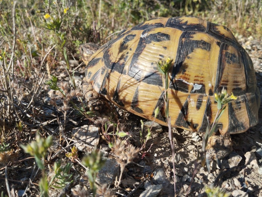 Tortuga Mora de la zona de Águilas. - Foto: CARM