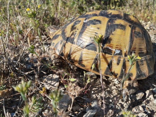 La Comunidad prevé invertir 2 millones en 6 años para proteger a la tortuga mora