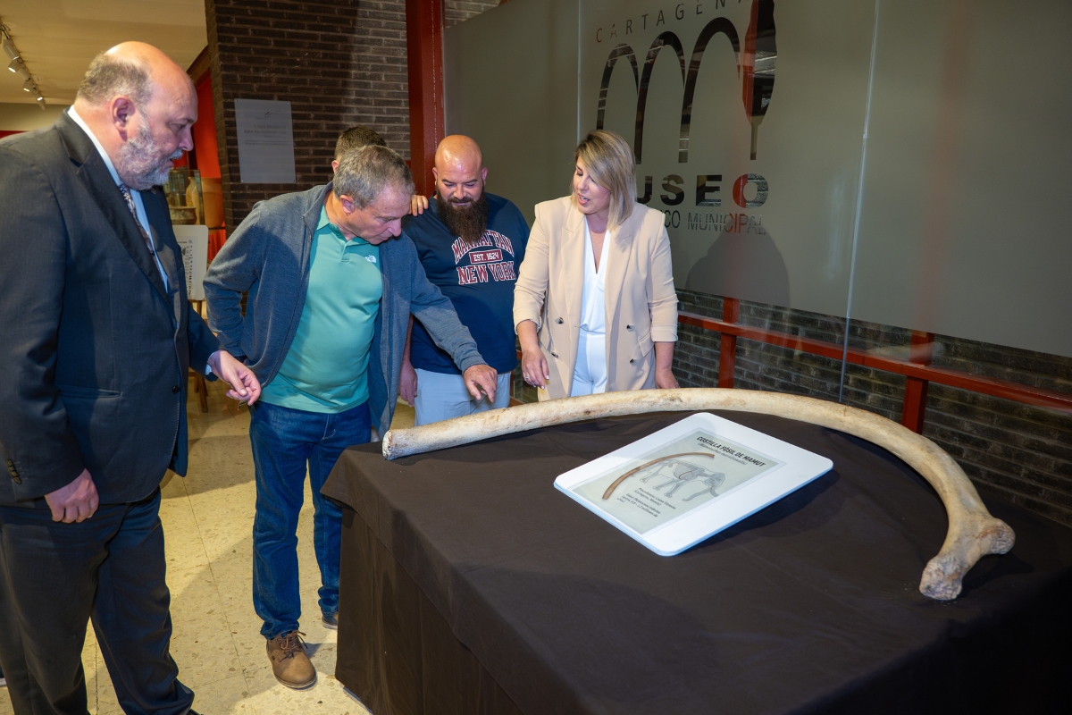 MC Cartagena exige explicaciones por el falso hallazgo de un hueso de mamut