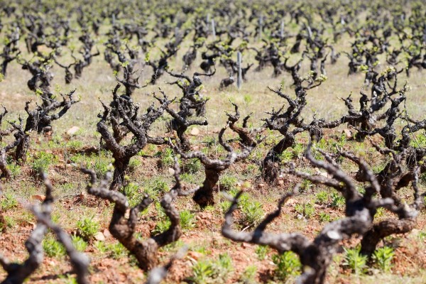 Siete proyectos agrícolas de la Región se beneficiarán del nuevo reparto de fondos del Ministerio de Agricultura