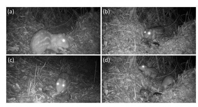 Investigadores de la UA descubren por primera vez hábitos carroñeros de un mamífero tropical
