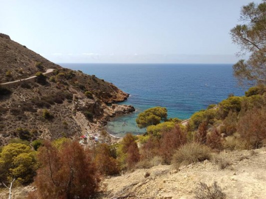 Els pins no són culpables, ni els ha plantat ningú (la majoria), ni la terra és plana