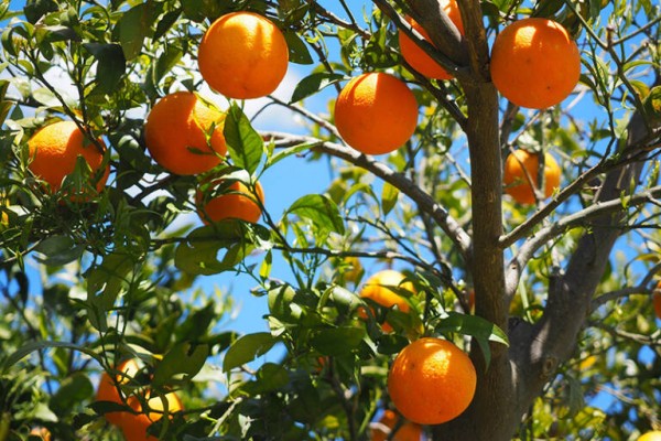 AVA alerta que la UE permitirá la entrada de productos ecológicos de fuera sin control