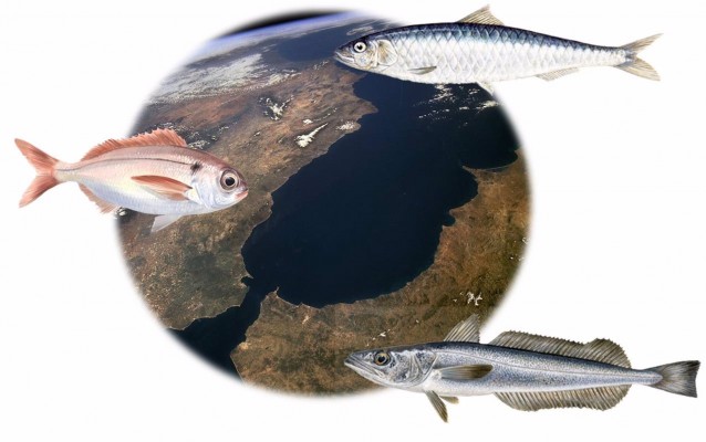 Un estudio delimita las poblaciones de especies marinas en el mar de Alborán
