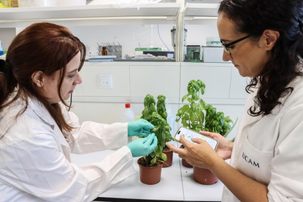 Desarrollan en Murcia sensores para medir en tiempo real la salud y desarrollo de las plantas
