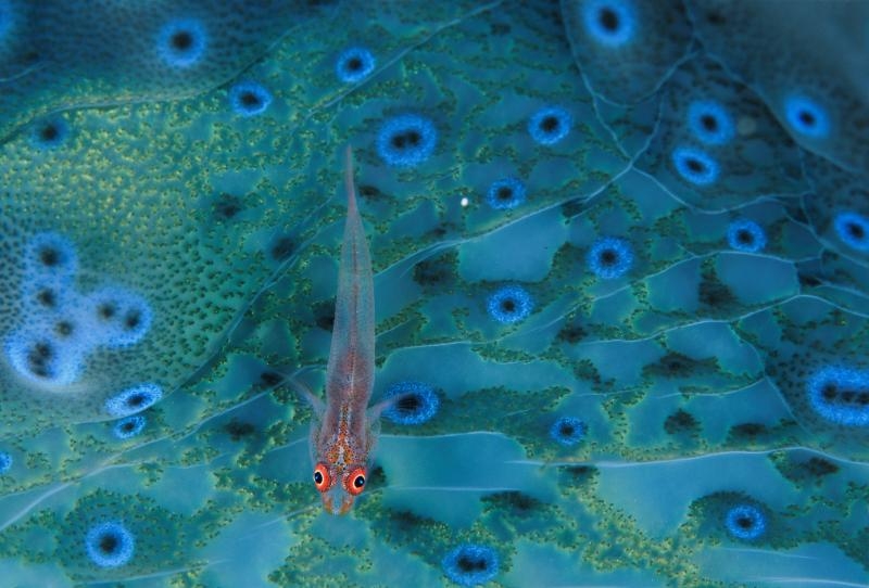  - David Doubilet / National Geographic