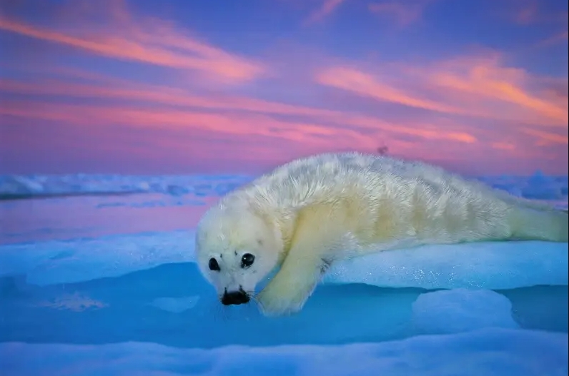 - Brian J. Skerry / National Geographic