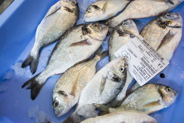 Pescado  de granja:  ¿Sí o no?