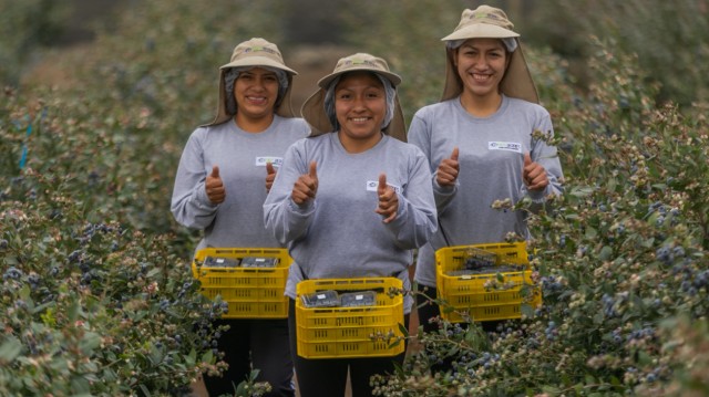 Bloom Fresh (SNFL) vuelve a salir de compras y adquiere los arándanos de la peruana Inka's Berries
