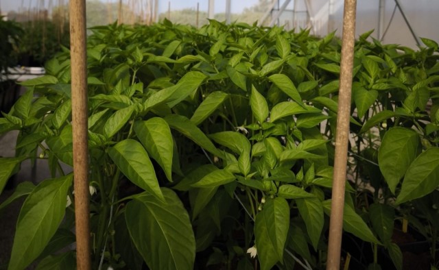Un proyecto valenciano trabaja en desarrollar fertilizantes sostenibles con residuos hortofrutícolas