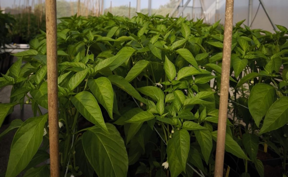 Un proyecto valenciano trabaja en desarrollar fertilizantes sostenibles con residuos hortofrutícolas