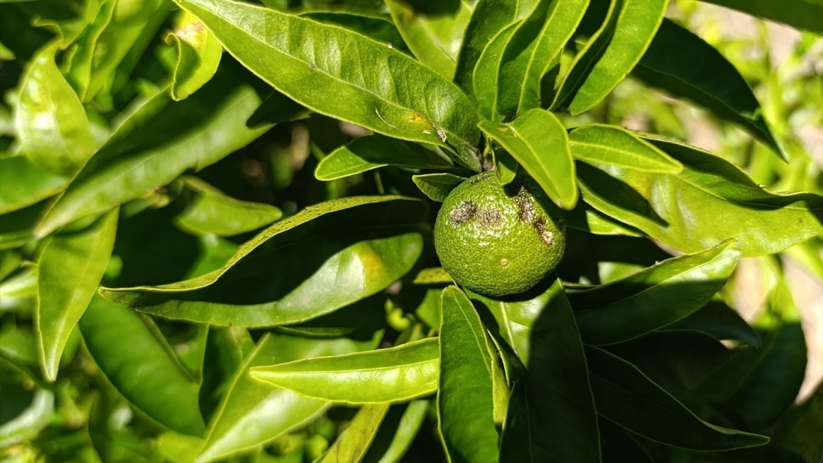 La Unió calcula que el pedrisco del sábado dañó 8.000 hectáreas de cultivo 