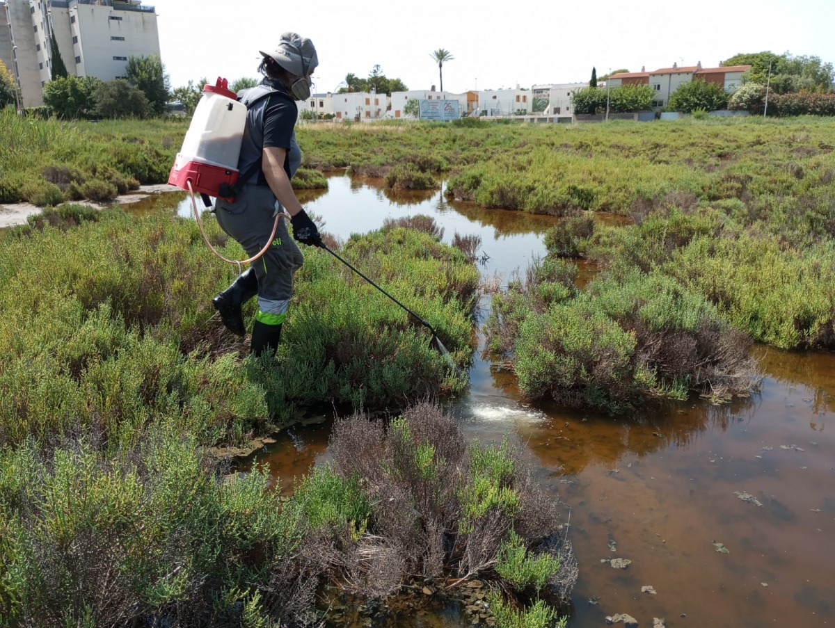 Benicàssim refuerza las actuaciones para frenar la presencia de mosquitos tras las fuertes lluvias