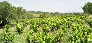 Artadi, lugar de encinas