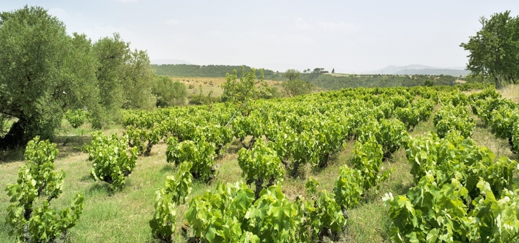 Artadi, lugar de encinas