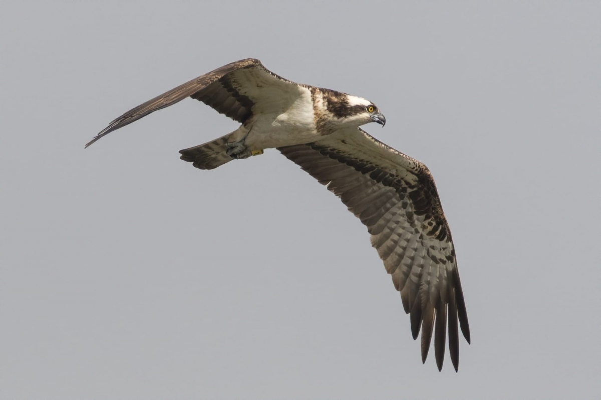 Un ejemplar de águila pescadora. - Un ejemplar de águila pescadora.