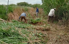 Nules invierte más de 181.000 euros para contratar a 46 personas paradas del sector agrario