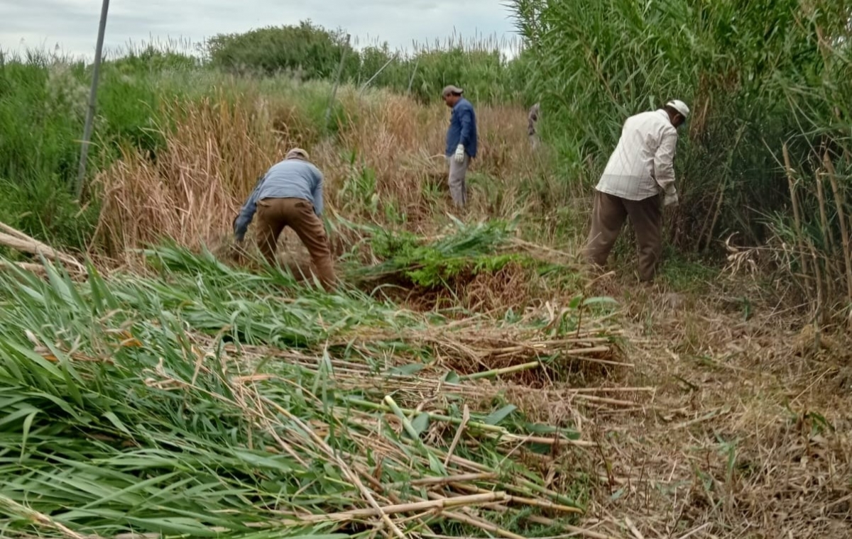 Nules invierte más de 181.000 euros para contratar a 46 personas paradas del sector agrario