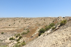 Ahsa también se opone al proyecto de roturación de tierras en la Serra Llarga en Elche: "agresivo y descabellado"