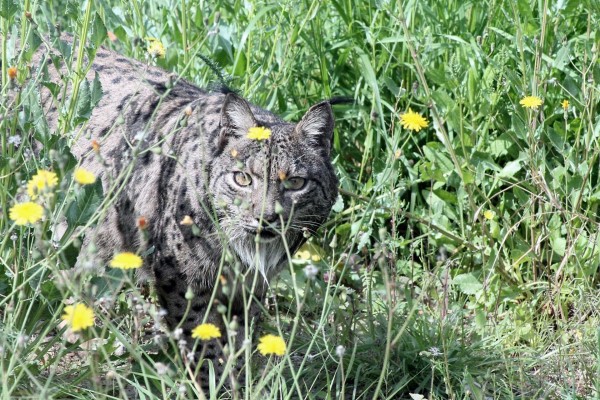 Terra Natura Murcia participa en el proyecto de recuperación del lince ibérico Life LynxConnect
