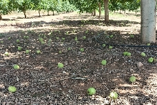 El granizo arrasa cosechas de la Cooperativa de Viver: más de 25.000 kg de uva perdidos