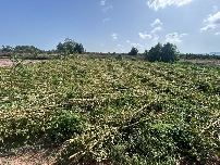 Moncofa solicita declarar zona catastrófica y pide a Hacienda la reducción del módulo de la agricultura