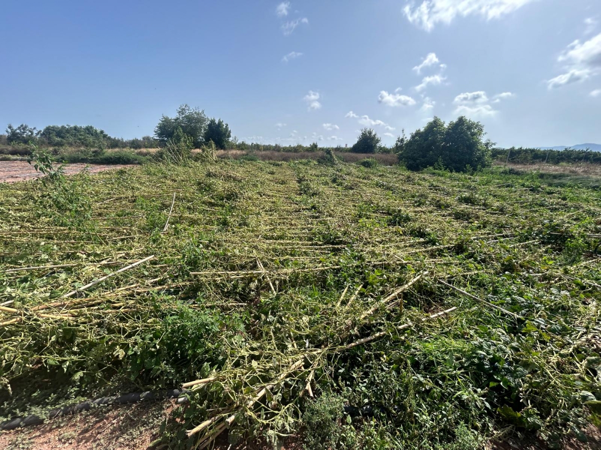 Moncofa solicita declarar zona catastrófica y pide a Hacienda la reducción del módulo de la agricultura