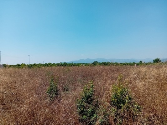La Unió insta al Consell a dar ayudas a ayuntamientos para un censo de parcelas agrícolas abandonadas